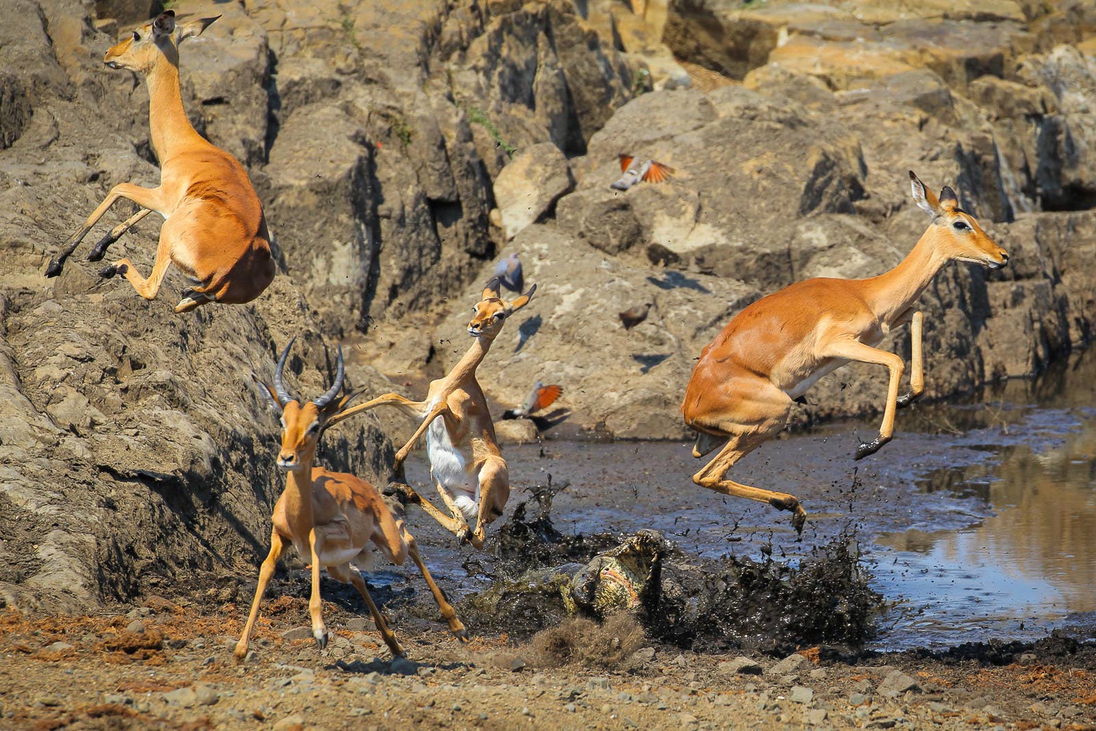 Impalas being attacked by a Nile crocodile during a drought at Kruger National Park, South Africa. After three years of low rainfall in the area water was scarce, and the impalas drank while keeping an eye on the crocodiles in the water. Photographer John Mullineux was also keeping close watch and snapped his photo just as the crocodile made its (fruitless) attack.