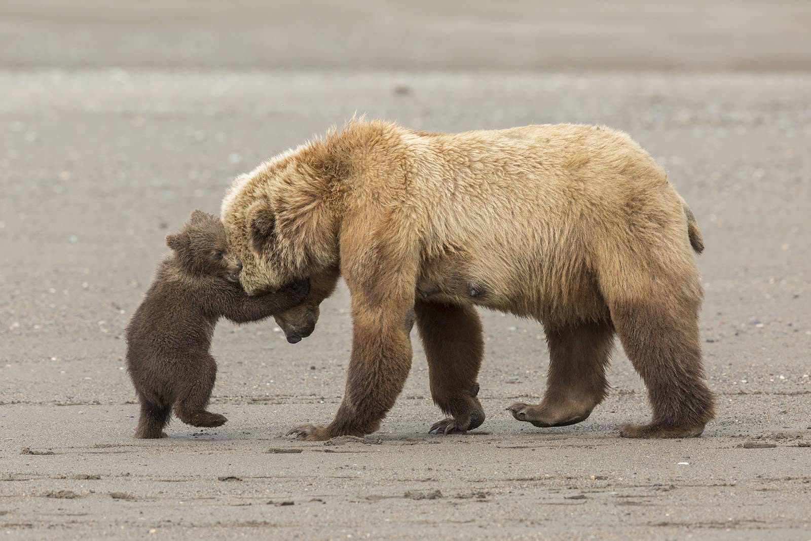 A brown bear and her playful cub at the Lake Clark National Park in Alaska. "This young cub seemed to think that it was big enough to wrestle Mum to the sand," says photographer Ashleigh Scully. "As always, she played along, firm, but patient."