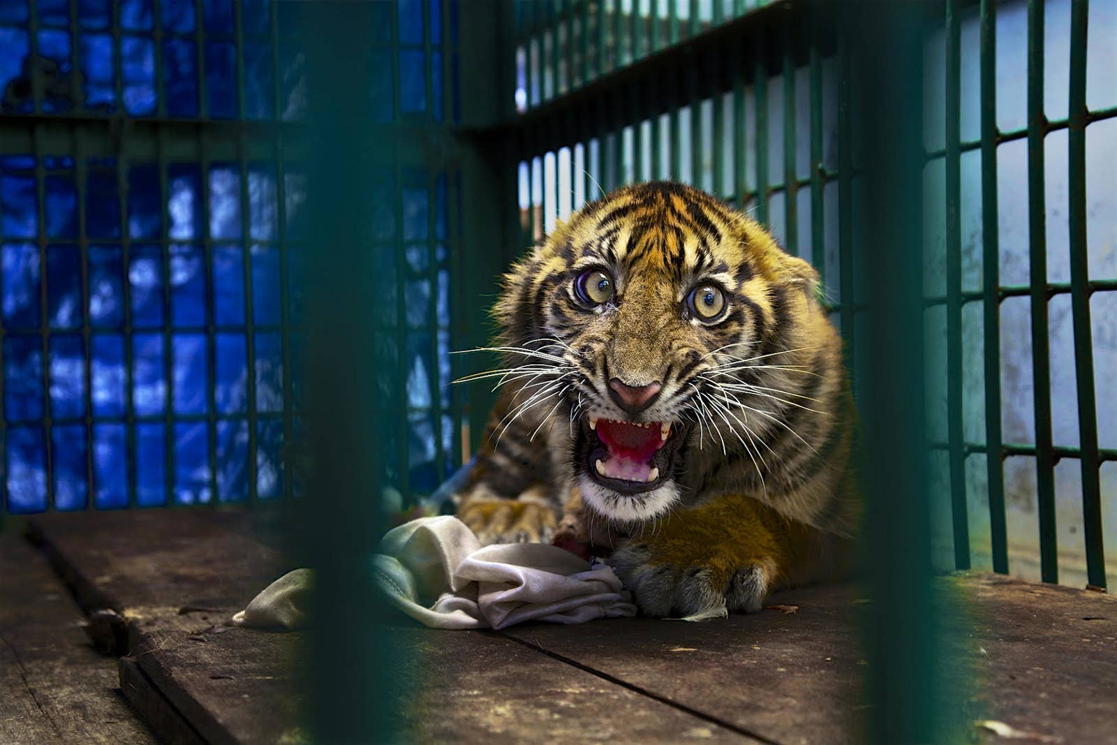 A 6-month-old Sumatran tiger cub whose back leg was mangled in a snare and had to be amputated. He was discovered in a rainforest in Aceh Province on the Indonesian island of Sumatra, and will now spend his life in a zoo.