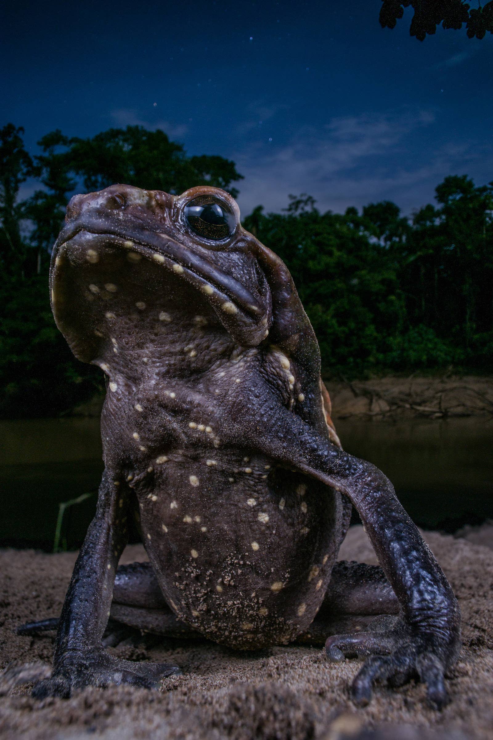A 15-centimetre-long smooth-sided toad on the banks of the Tiputini River in Ecuador’s Yasuní National Park. Photographer Jaime Culebras followed the toad until it stopped right in front of him and let him compose this portrait.