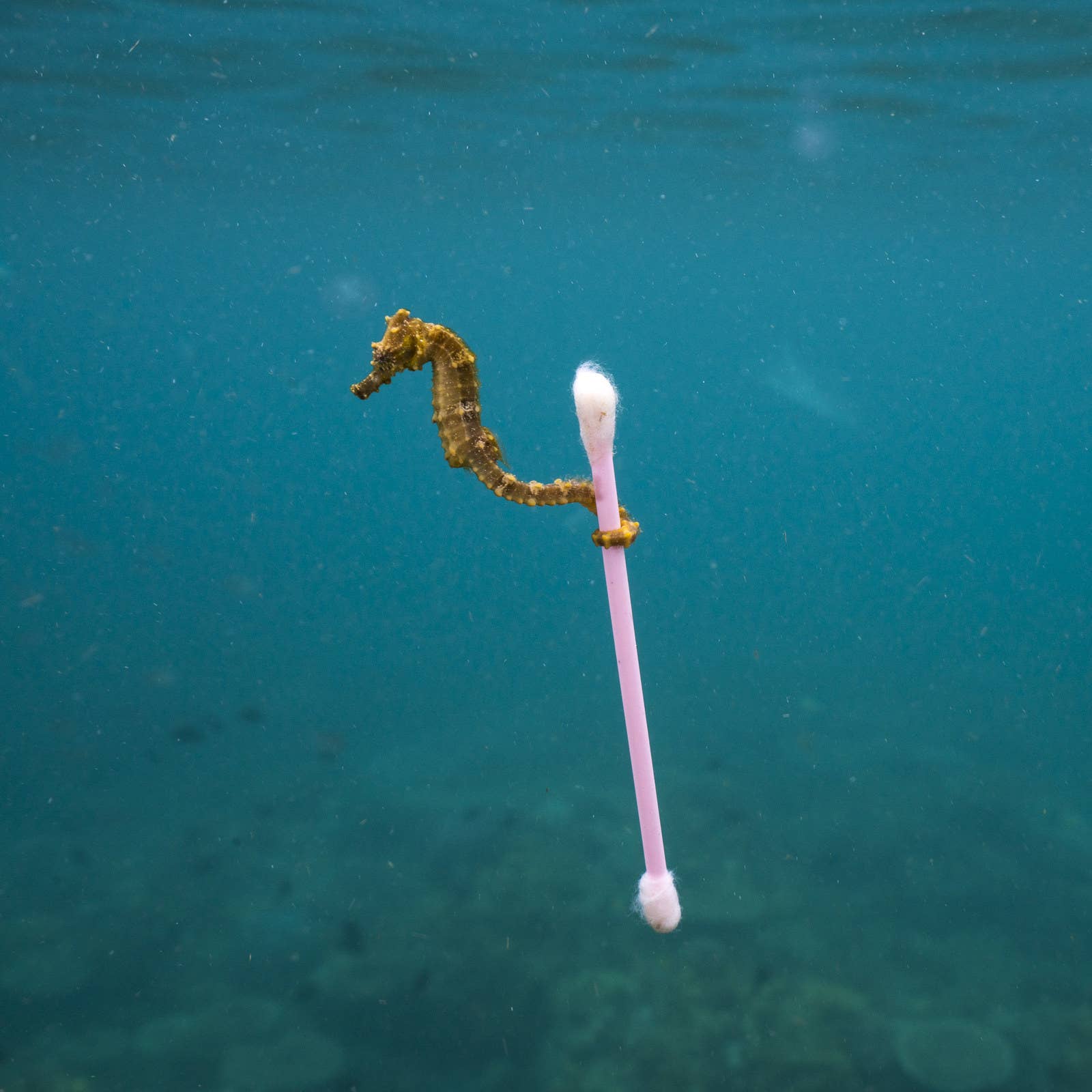 A seahorse grabs onto a plastic cotton bud on a reef near Sumbawa Island, Indonesia, as conditions in the water became rougher. Photographer Justin Hofman says that as the tide came in a sewage sludge covered the surface of the water, and plastic debris could be seen floating about.