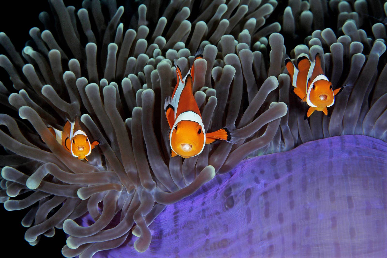 The magnificient anemone stings most fish, but clown anemonefish are covered in a mucus that tricks the tentacles into thinking they are brushing against themselves. These were spotted by photographer Qing Lin while diving in the Lembeh Strait in North Sulawesi, Indonesia.