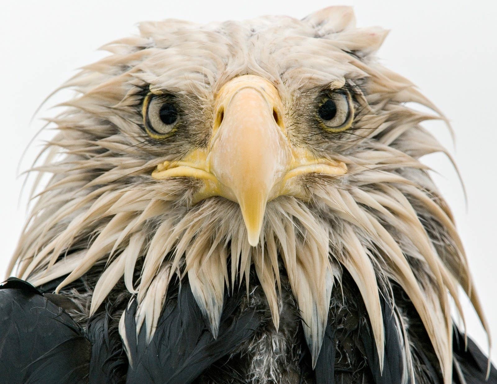 A bald eagle at Dutch Harbor on Amaknak Island in Alaska, after several days of constant rain that appear to have soaked it to the skin. Photographer Klaus Nigge laid on his front on the beach to gain the trust of the eagles in the harbour, until this one came so close it towered over him.