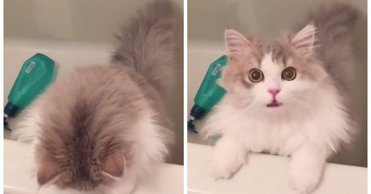 猫がお風呂を嫌がったとき たった5秒の動画が世界中の猫好きを魅了