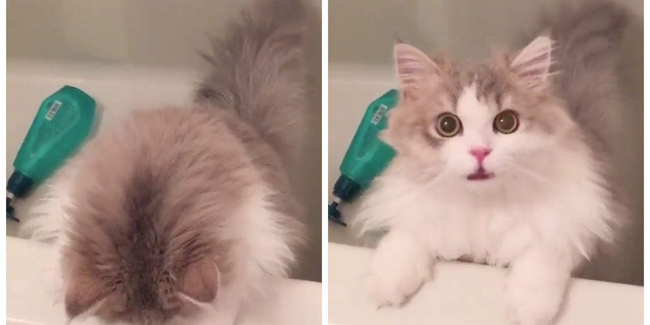 猫がお風呂を嫌がったとき たった5秒の動画が世界中の猫好きを魅了