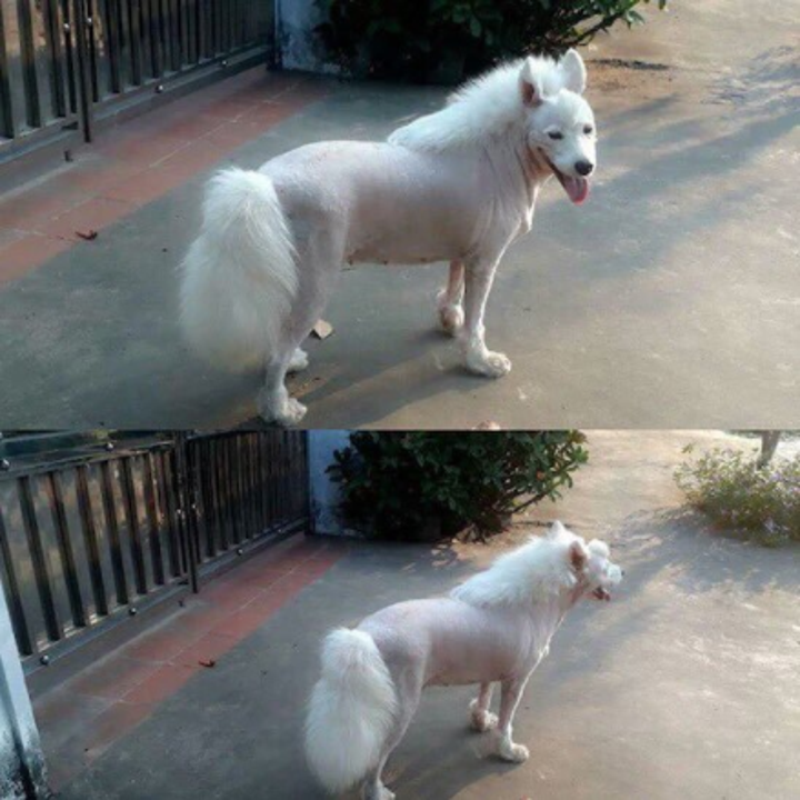 17 Adorable Dogs That Came Out Of The Groomer Not Looking Like Dogs