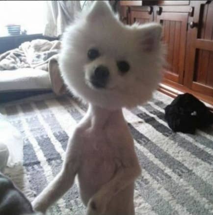 Teddy Bear Cut Japanese Spitz Haircut Adrienne's Pet Grooming 2025