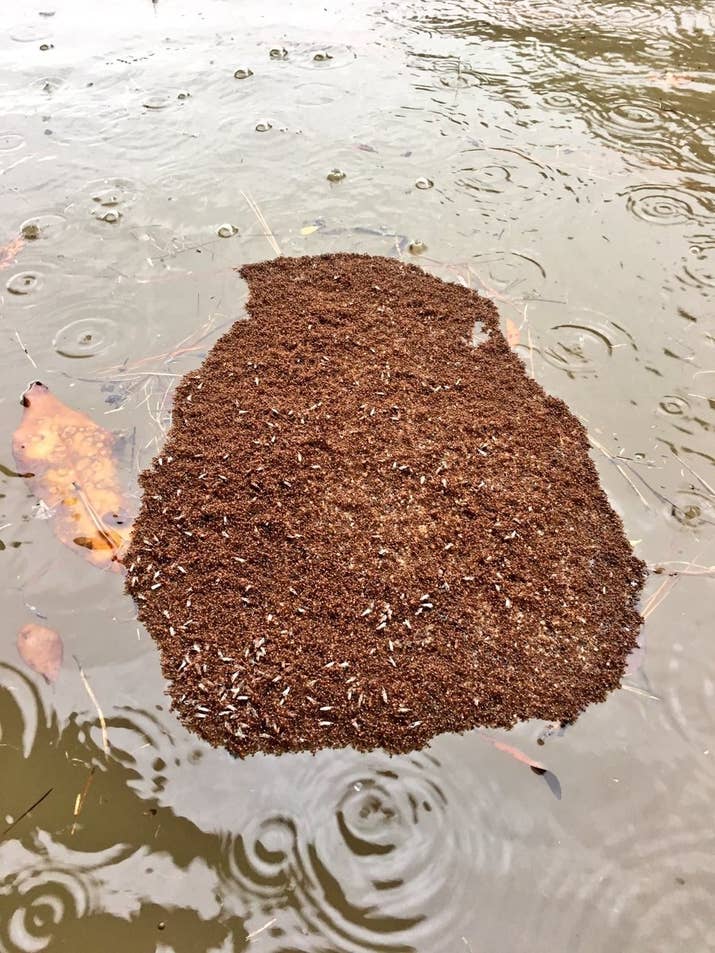 DID YOU KNOW: Fire ant "rafts" can survive up to three weeks and have 165% more venom inside them than normal fire ants. 😬😬