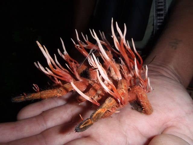 DID YOU KNOW: Cordyceps fungus is about as metal as it gets. The parasite takes over an insect's body and can then control its behavior. One species forces its prey to climb up a plant stem and die, and its spores are then scattered by the wind to infect more insects. I WANT MY MOM.