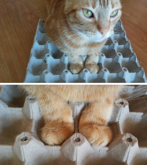 As an apology for that last image, please accept this photo of a cat in an egg carton.