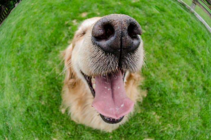 It is widely believed that no two dogs have the same nose print, and the Canadian Kennel Club has been accepting nose prints as proof of identity since 1938 (for dogs only).