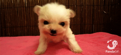 Pekingese dogs were bred as guard dogs for royals in imperial China. Emperors would carry the smallest and fiercest ones in their sleeves and release them to scare away any shady characters.They were ancient pepper spray, basically.