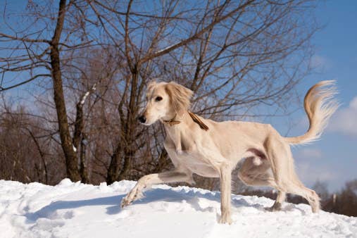 Some historians identify the Saluki as a distinct breed of dog as early as 329 B.C. in Egypt. For some perspective, that was around the same time when Alexander the Great invaded India.That would make the Saluki breed well over 2,000 years old.