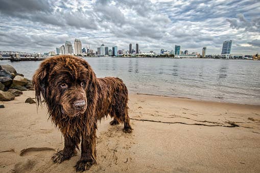 Breeds that tend to do a lot of work in water, like the Newfoundland and the Portuguese Water Dog, have specially modified webbed feet to help them swim better.