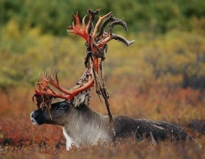 DID YOU KNOW: Deer shed their antlers and the velvet that coats them and then regrow a new set every year. (The shedding doesn't cause them any discomfort.) Some athletes take deer velvet supplements as an illicit performance enhancer, as the velvet contains a growth hormone similar to insulin.