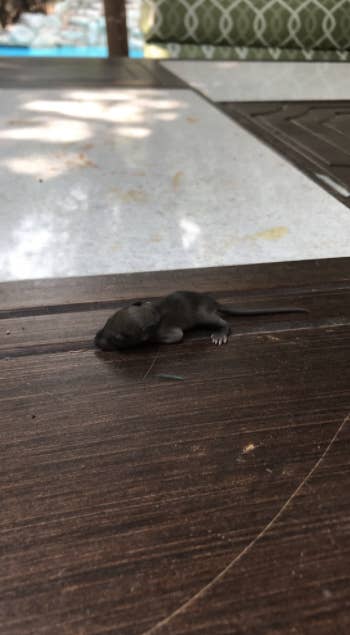 People Are Shocked By What Baby Squirrels Look Like