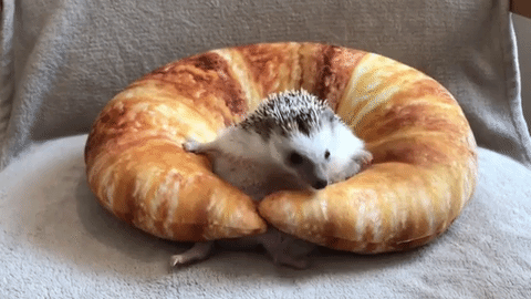 助けて 頑張っても起き上がれないハリネズミ君が 申し訳ないけどかわいすぎ