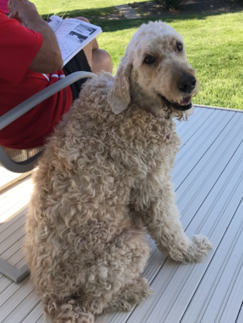 17 Adorable Dogs That Came Out Of The Groomer Not Looking Like Dogs