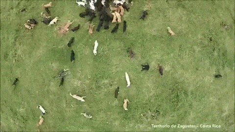 Territorio de Zaguates, or "Land of the Strays," is a volunteer-run shelter in Costa Rica. They have about 900 dogs there, and they have special hikes across the hills with you AND THE DOGS. OH MY GOD.Every one of the dogs in the shelter is up for adoption.