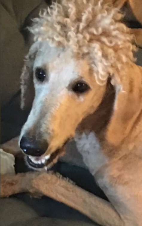 17 Adorable Dogs That Came Out Of The Groomer Not Looking Like Dogs