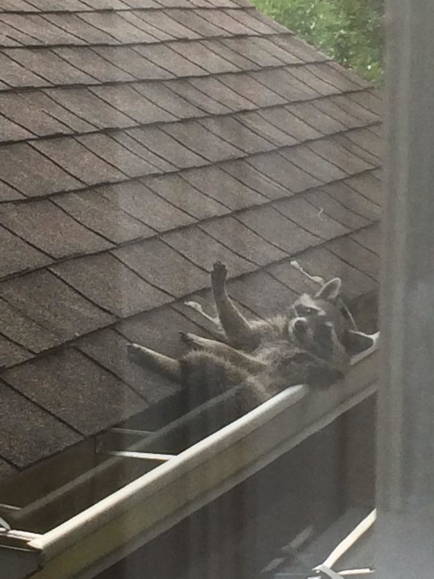 This raccoon that's actually using a rain gutter as a hammock.