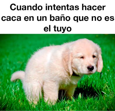 16 Memes Muy Reales Para Todos Los Que No Pueden Hacer Caca Fuera