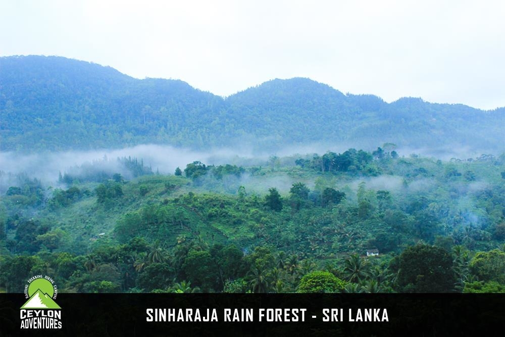 An unspoiled tropical rainforest in Sri Lanka, Sinharaja is yet another UNESCO World Heritage site that is definitely worth exploring. Those who are planning to visit this country can stay in one of the best hotels in Sri Lanka such as the Aitken Spence Hotels that provide convenient access to the many attractions nearby.