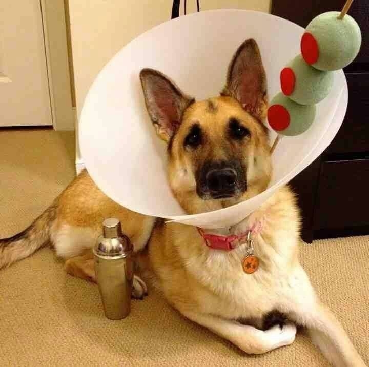 The genius that put this together deserves to be shouted drinks at any bar they attend. Even the dog knows his outfit is on point.