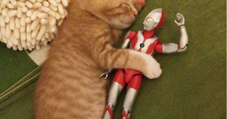 こんなに小さかったのに！赤ちゃん子猫を優しく見守るウルトラマンの1年。