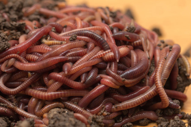 Helminthophobia – Fear of being infested with worms