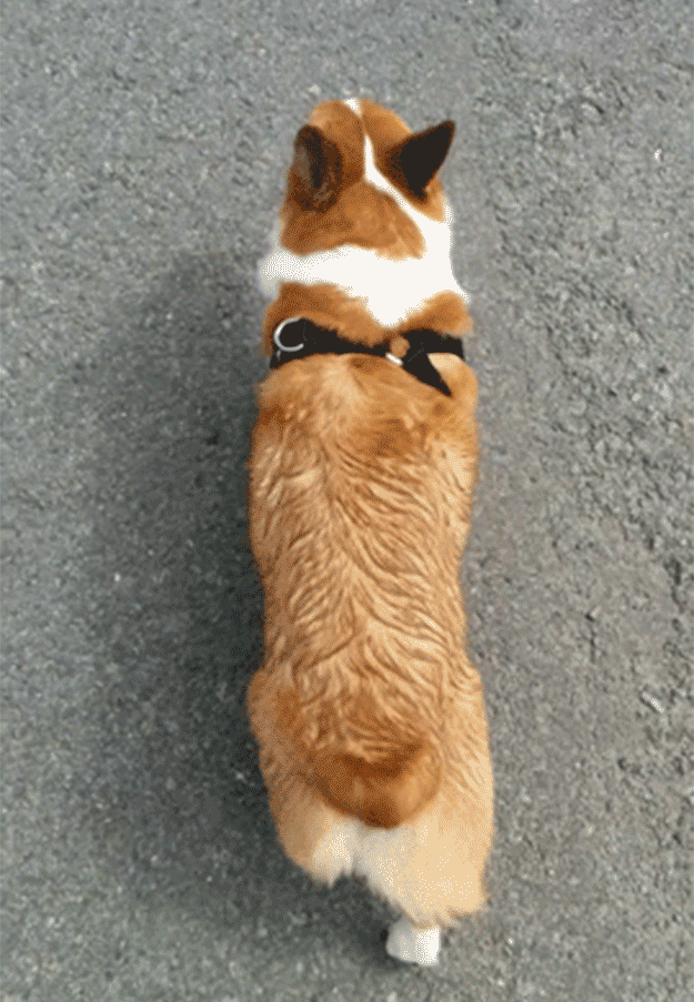 Look at that fluffy-rump go!