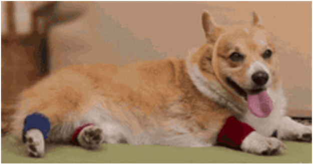 Endorphins make you happy, and the happier you are, the more corgi-riffic you'll feel!
