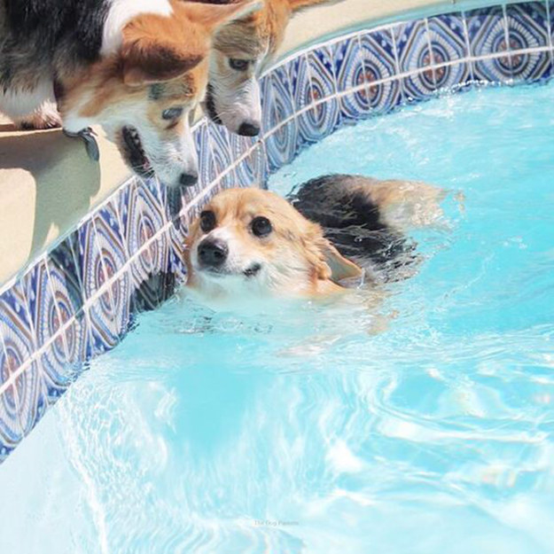 These 30 Steps Will Teach You How To Be As Confident As A Corgi