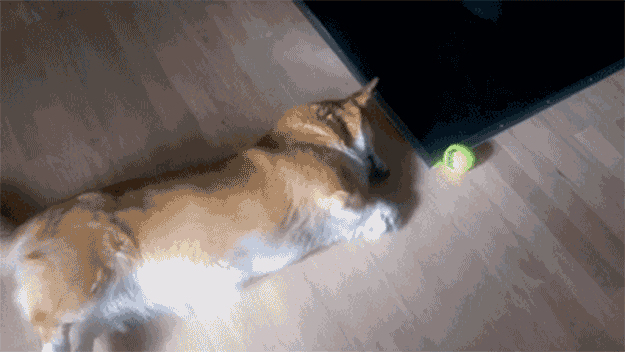 You'll eventually get there! But if you don't, you'll still look great, because you're using the corgi-method to confidence.