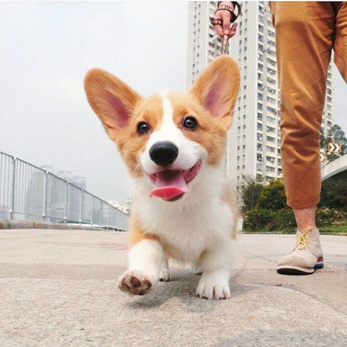 These 30 Steps Will Teach You How To Be As Confident As A Corgi
