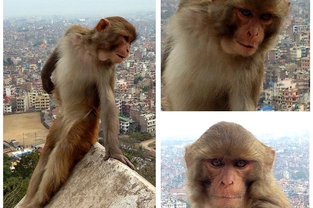 Insanely muscular monkey spotted in Finland