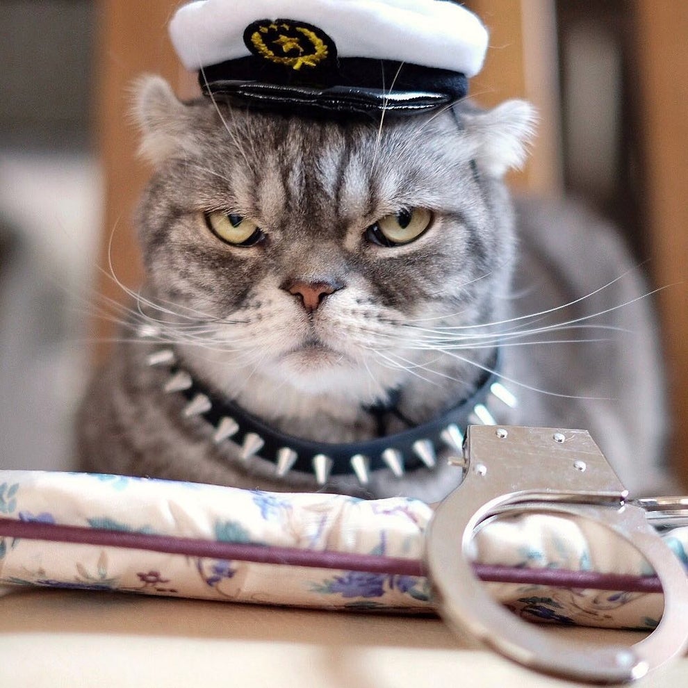 くどい顔の猫 くどい顔の猫