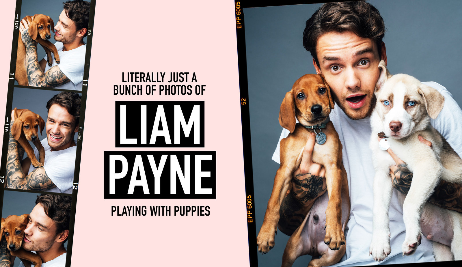 9 Photos Of Liam Payne Cuddling With Puppies That'll Make ...
