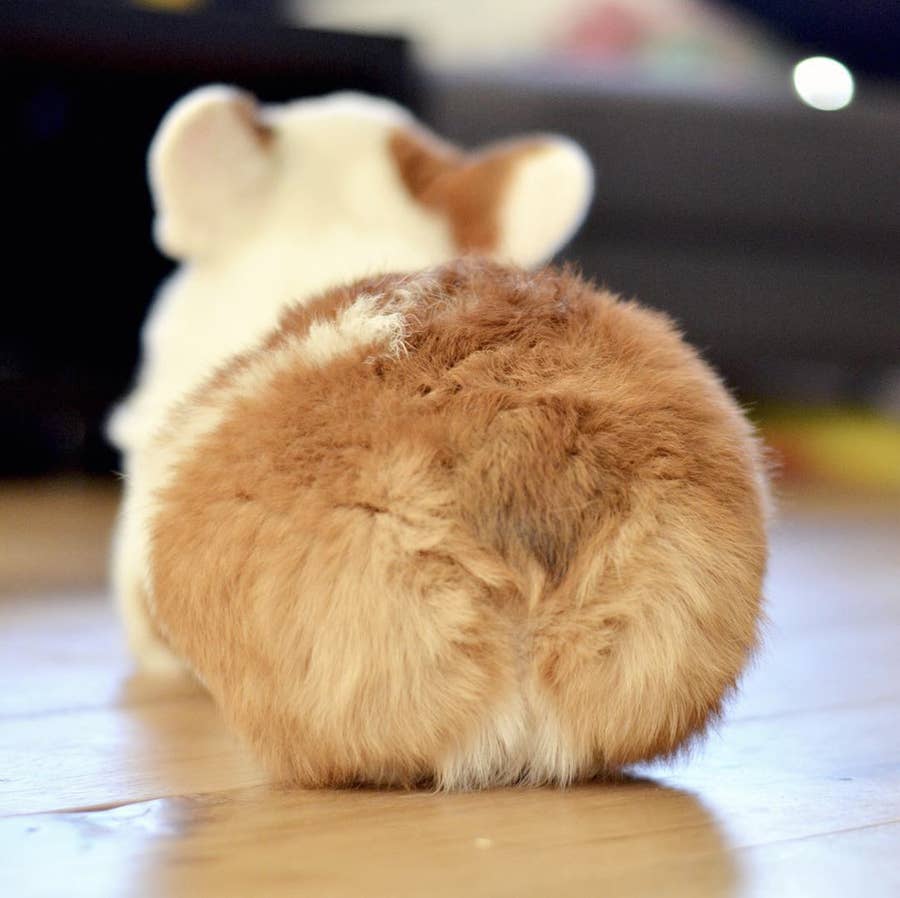 最強にかわいいコーギーのプリケツ画像を集めたからみんなみて