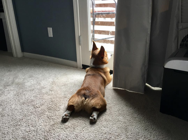 Corgis never let guarding get in the way of their splooting.