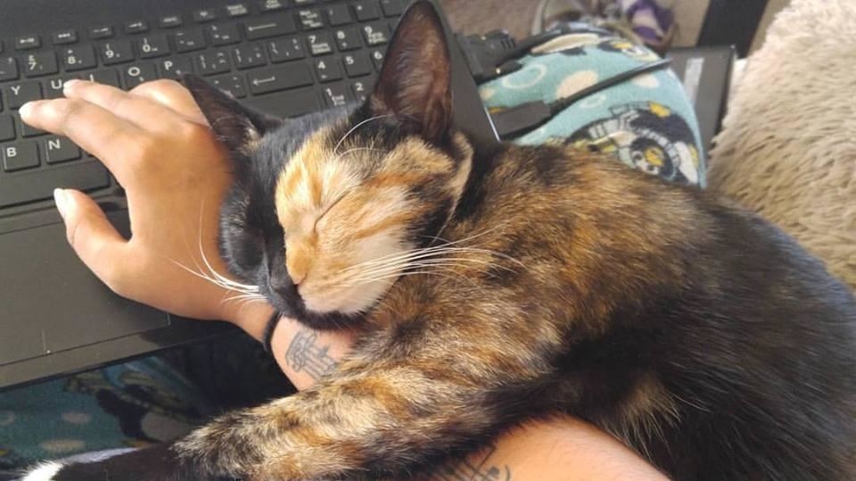 21 Incredibly Useful Skills Only A Cat Owner Would Know About