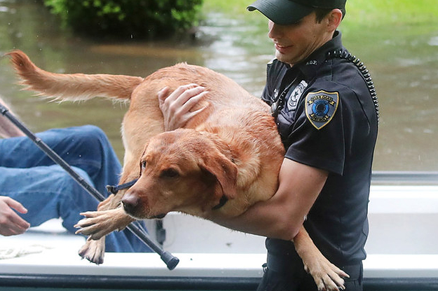 30 Heartbreaking Pictures Of Animals Affected By Harvey