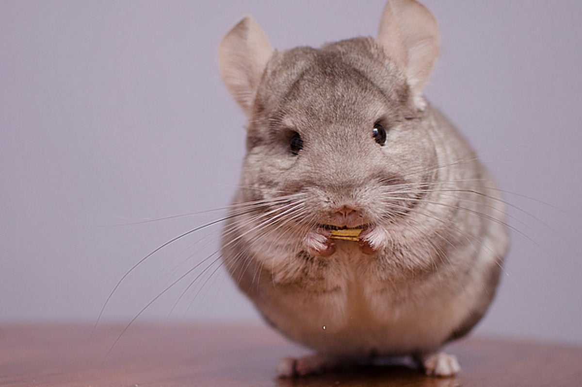 チンチラ チンチラかわいい かわいい はああ チンチラかわいい