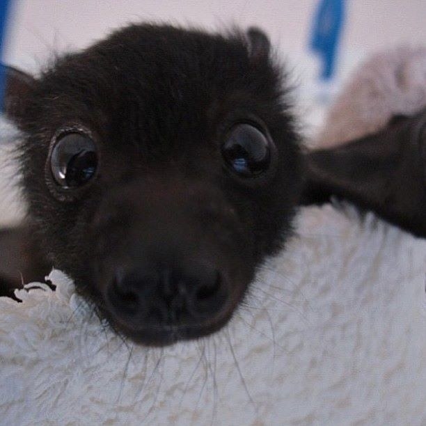 17 Photos Of Bats That Prove They're Adorable AF