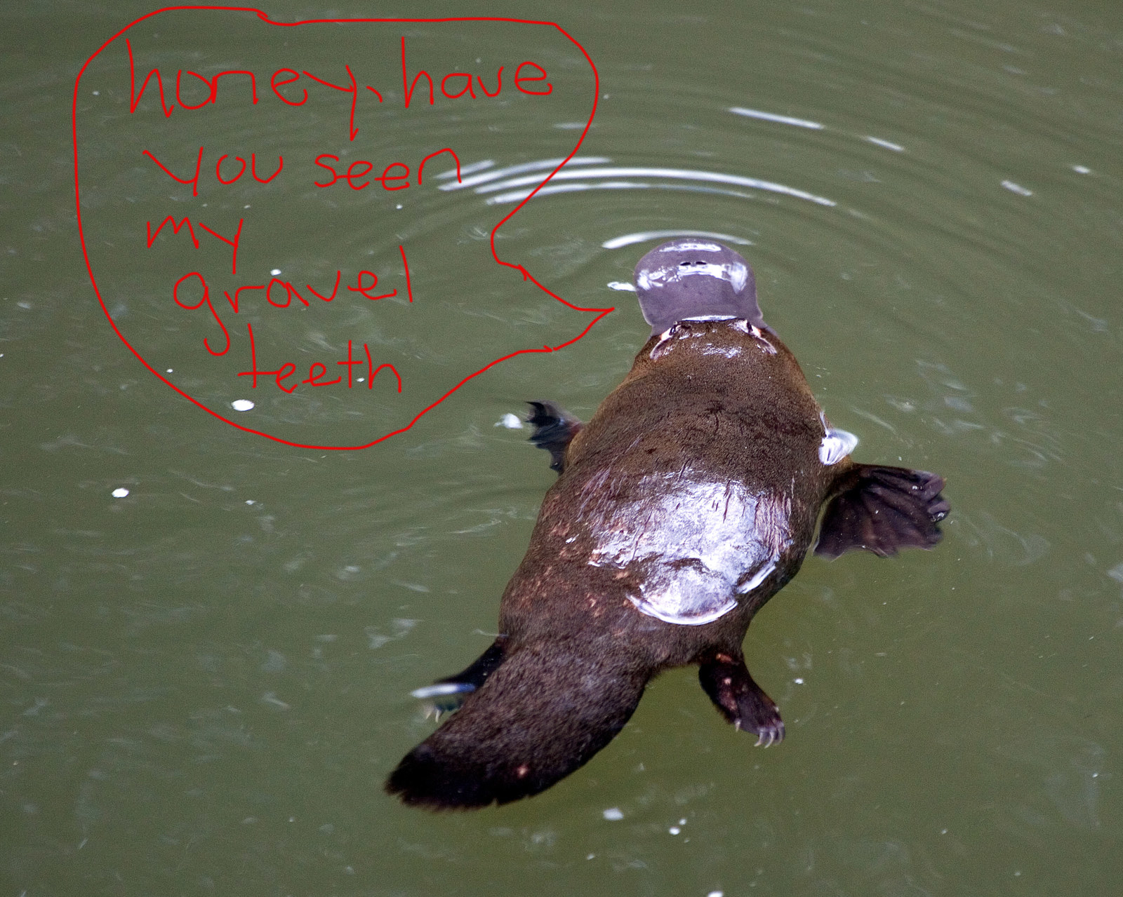 platypus lay eggs or not