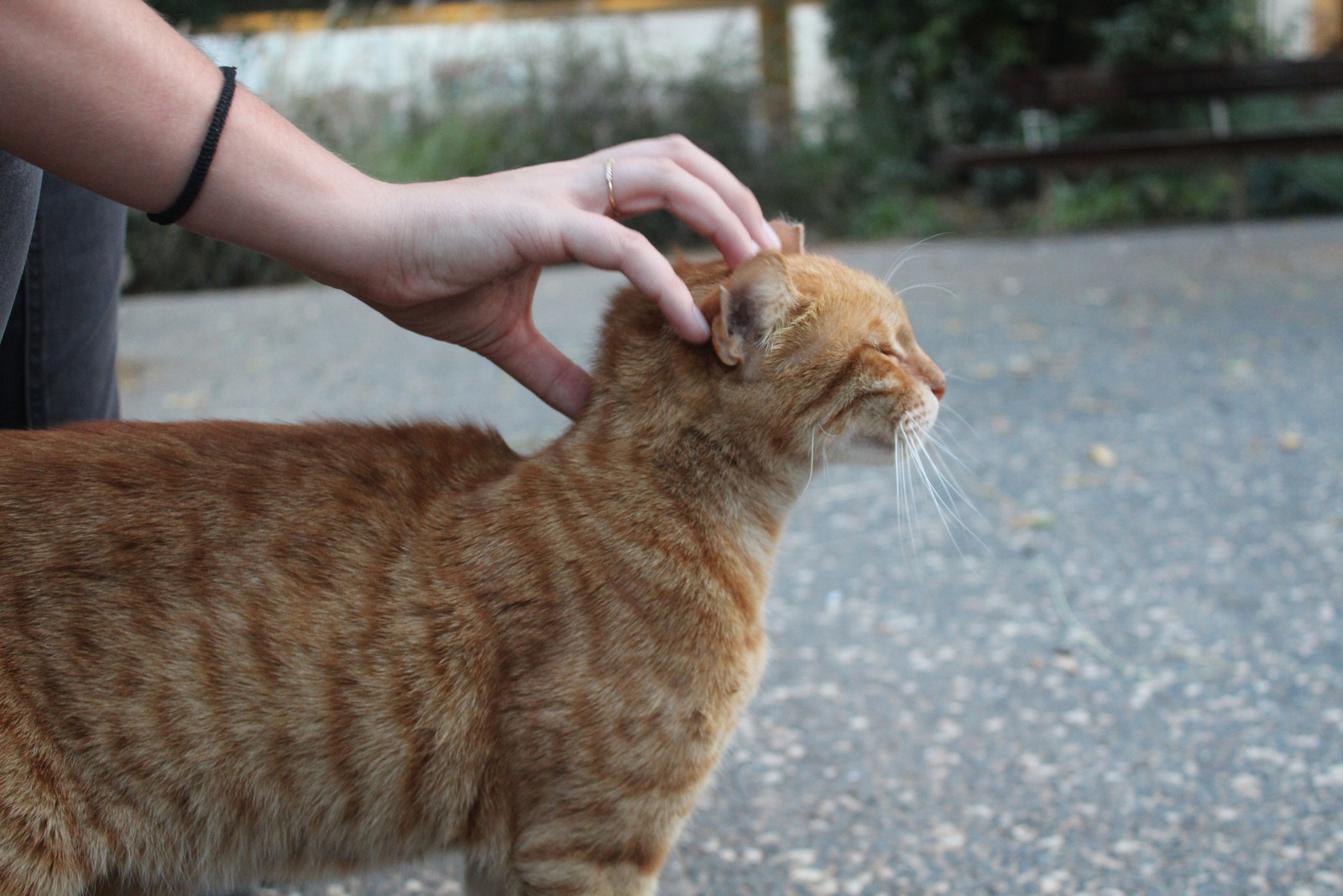 2年ぶりに「飼い主の声」を聞いたネコの表情に胸が熱くなる