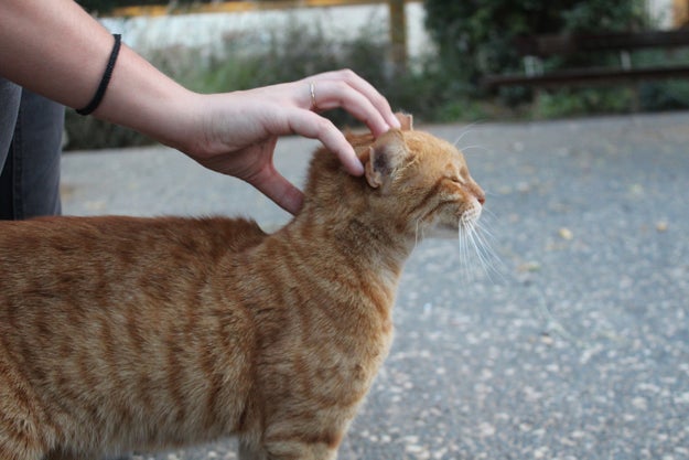 2年ぶりに 飼い主の声 を聞いたネコの表情に胸が熱くなる