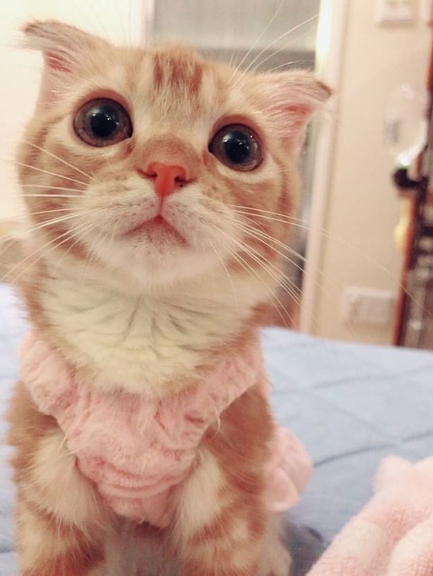 This is Rui, a three-month-old Scottish Fold who lives in Tokyo, Japan.