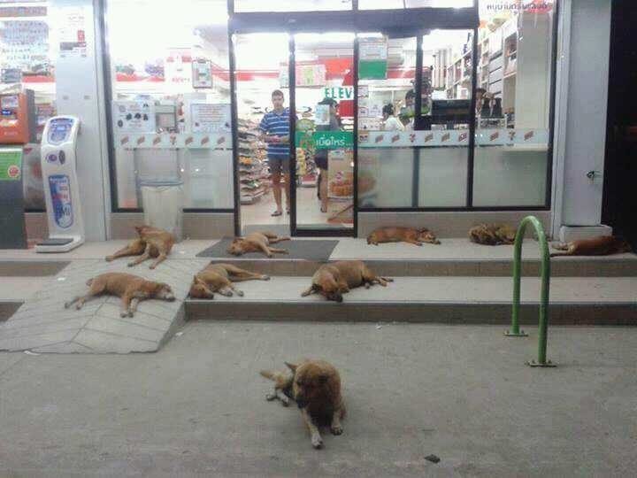 Dogs sleeping at 7/11