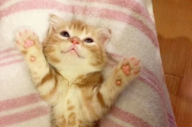 This Video Of A Kitten Preparing For Her Nap Time Will Blow All